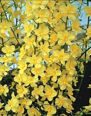 Delphinium zalil 'Citrina'