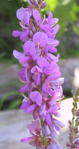 Desmodium canadense