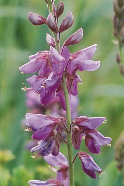 Desmodium canadense
