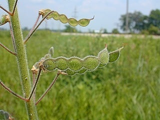 Desmodium canadense