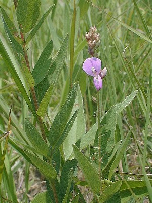 Desmodium canadense