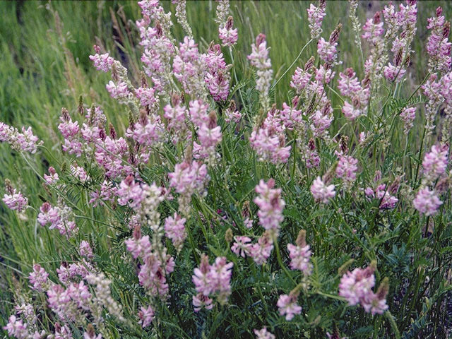 Desmodium canadense