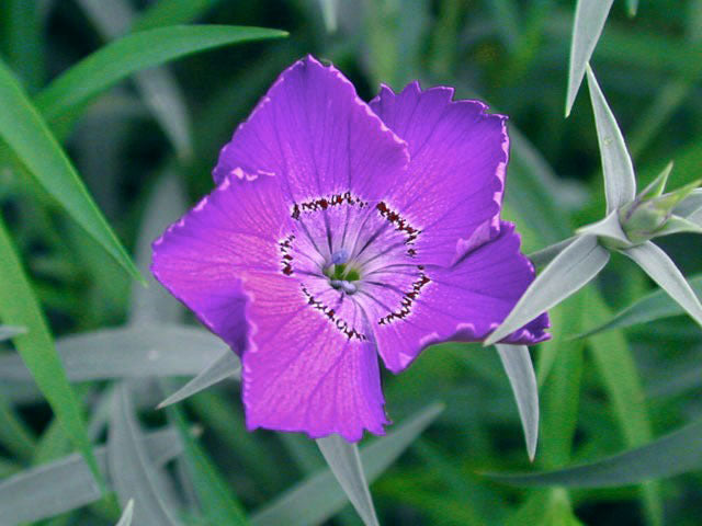 Dianthus amurensis 'Siberian Glory'