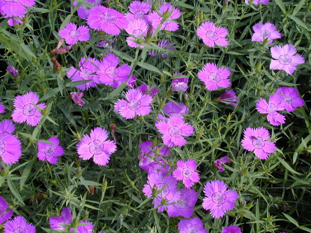 Dianthus amurensis 'Siberian Glory'