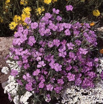 Dianthus amurensis 'Siberian Glory'