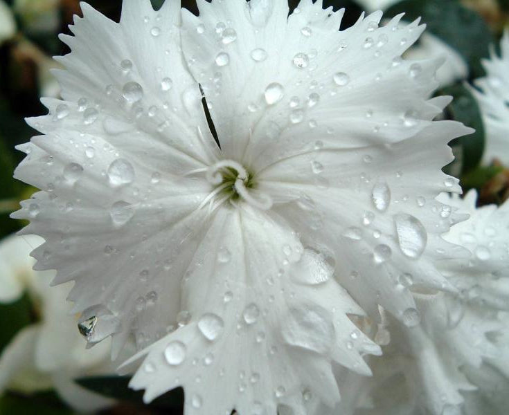 Dianthus barbatus 'Albus'