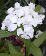 Dianthus barbatus 'Albus'