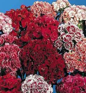 Dianthus barbatus dubbelbloemig gemengd / 'Tall Double Mixed'