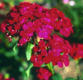 Dianthus barbatus 'Dunetti'