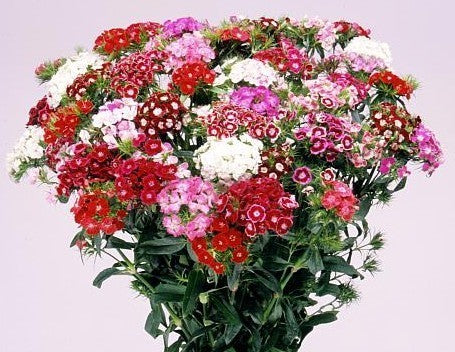 Dianthus barbatus 'Floriade Mix' / 'Herald of Spring'