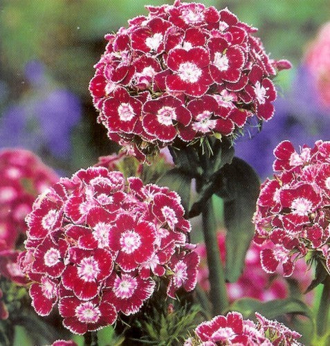 Sweet William 'Heimatland'