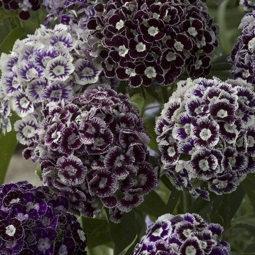 Dianthus barbatus 'Hollandia Purple Crown'