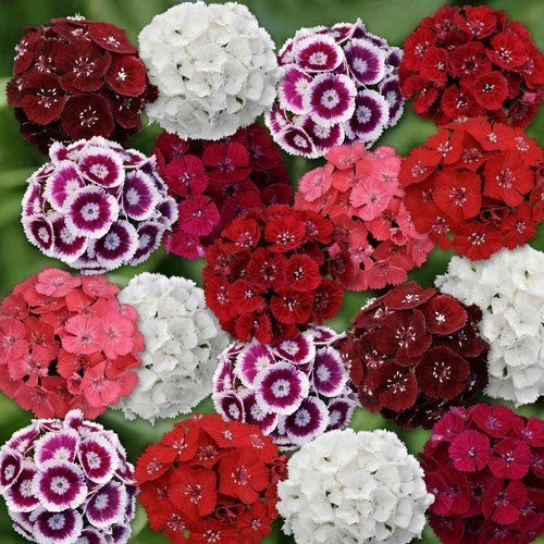 Dianthus barbatus 'Indian Carpet Mixed'