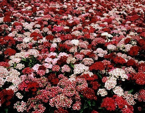 Dianthus barbatus 'Indian Carpet Mixed'