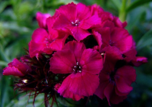Dianthus barbatus ´Oeschberg´