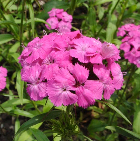 Dianthus barbatus ´Pink Beauty´