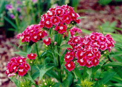 Dianthus barbatus 'Scarlet Beauty'
