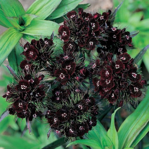 Dianthus barbatus 'Black Cherry'