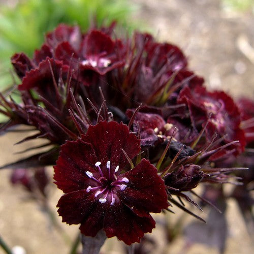 Dianthus barbatus 'Black Cherry'