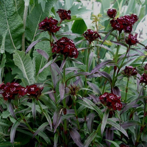 Dianthus barbatus 'Black Cherry'