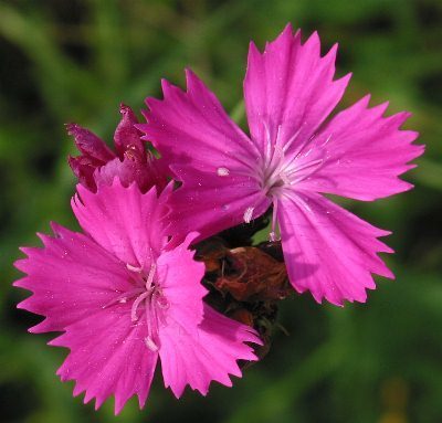 Dianthus carthusianorum 'Feuerglut'
