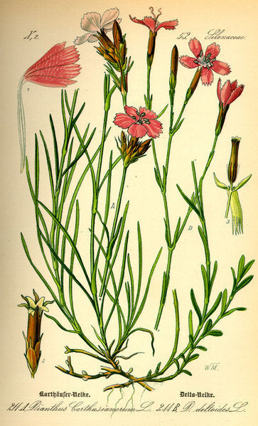 Dianthus carthusianorum 'Feuerglut'