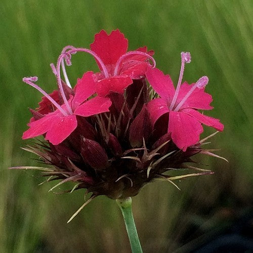 Dianthus carthusianorum 'Feuerglut'