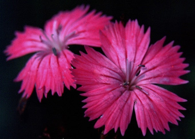 Dianthus carthusianorum 'Feuerglut'