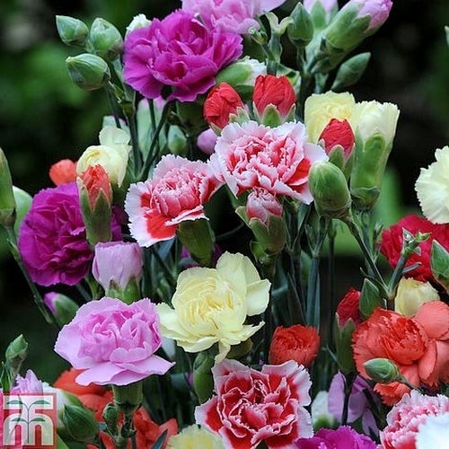 Dianthus caryophyllus 'Grenadin Mixed'