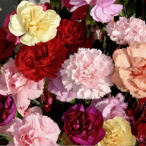 Dianthus caryophyllus 'Grenadin Mixed'