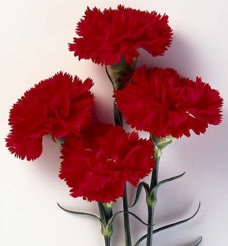 Dianthus caryophyllus 'Nero'