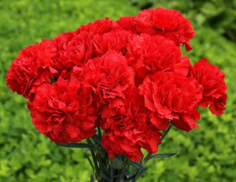 Dianthus caryophyllus 'Nero'