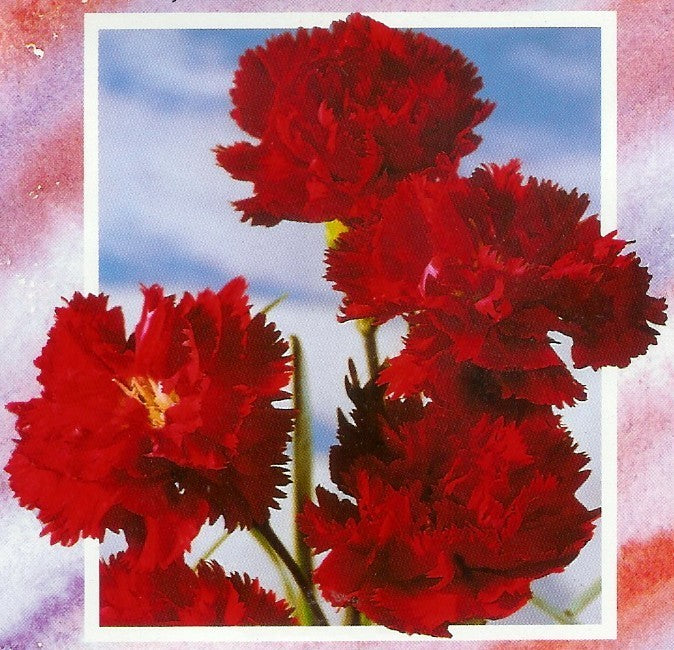 Dianthus caryophyllus 'Nero'