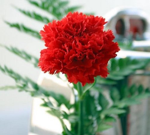 Dianthus caryophyllus 'Nero'