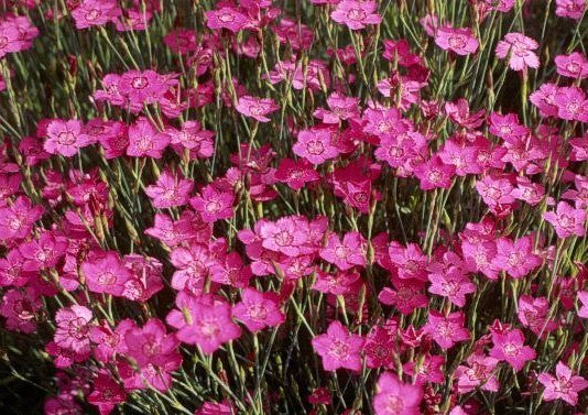 Dianthus deltoides 'Brilliancy'