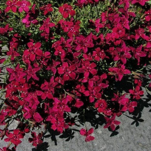 Dianthus deltoides
