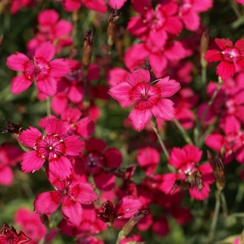 Dianthus deltoides
