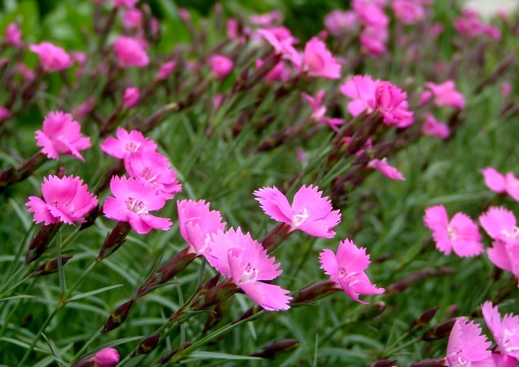 Dianthus gratianopolitanus 'Rose-Red Shades'
