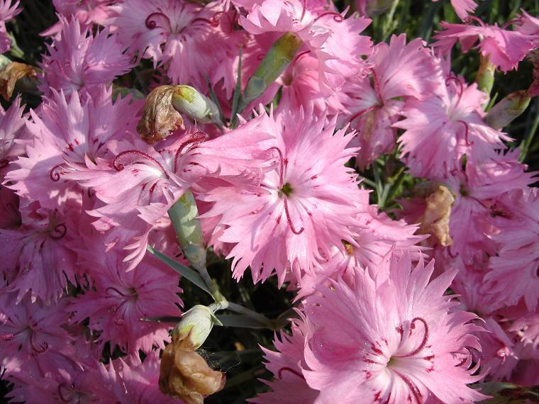 Dianthus gratianopolitanus 'Rose-Red Shades'