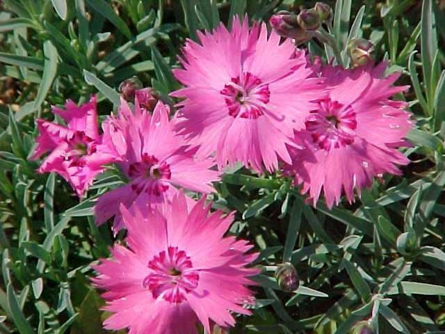 Dianthus gratianopolitanus 'Rose-Red Shades'