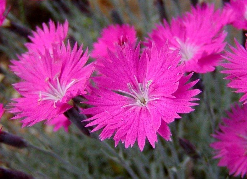 Dianthus gratianopolitanus 'Rose-Red Shades'