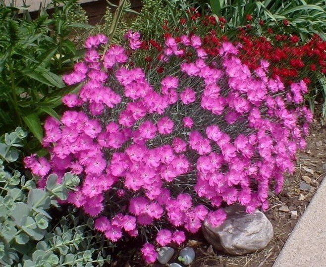 Dianthus gratianopolitanus 'Rose-Red Shades'