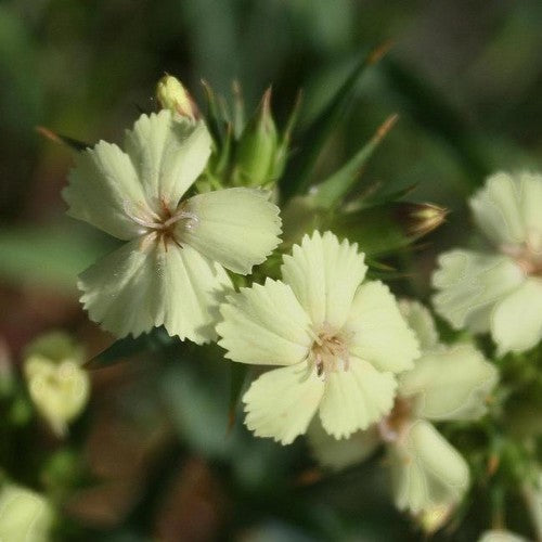 Dianthus knappii