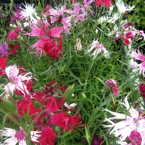 Dianthus x superba 'Spooky Mixed' / 'Spookie'