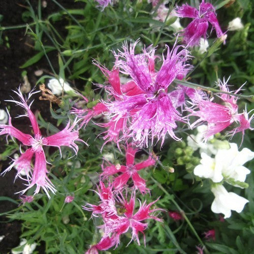 Dianthus x superba 'Spooky Mixed' / 'Spookie'