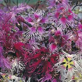 Dianthus x superba 'Spooky Mixed' / 'Spookie'