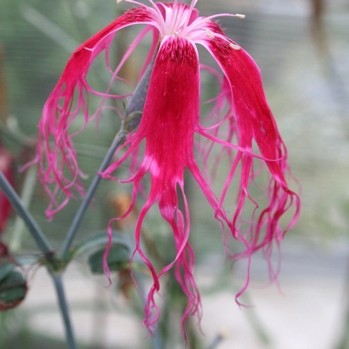 Dianthus x superba 'Topmix of Beards'