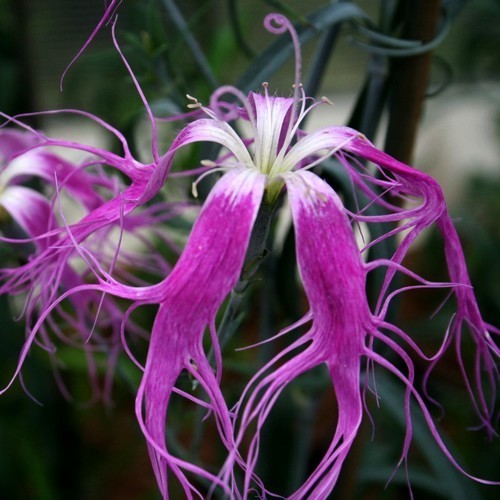 Dianthus x superba 'Topmix of Beards'