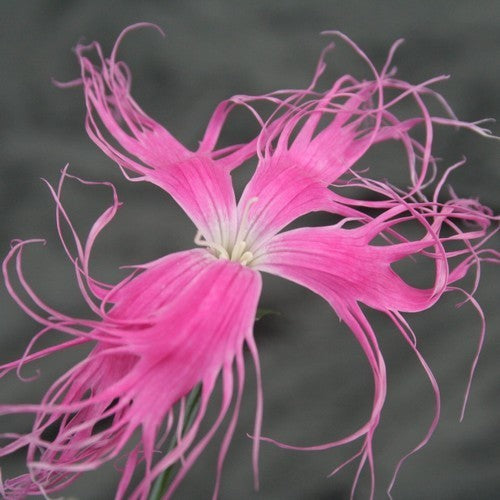 Dianthus x superba 'Topmix of Beards'