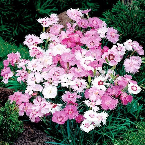Dianthus plumarius 'Sweetness'
